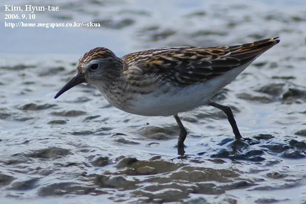 长趾滨鹬（Calidris subminuta）