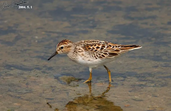 长趾滨鹬（Calidris subminuta）