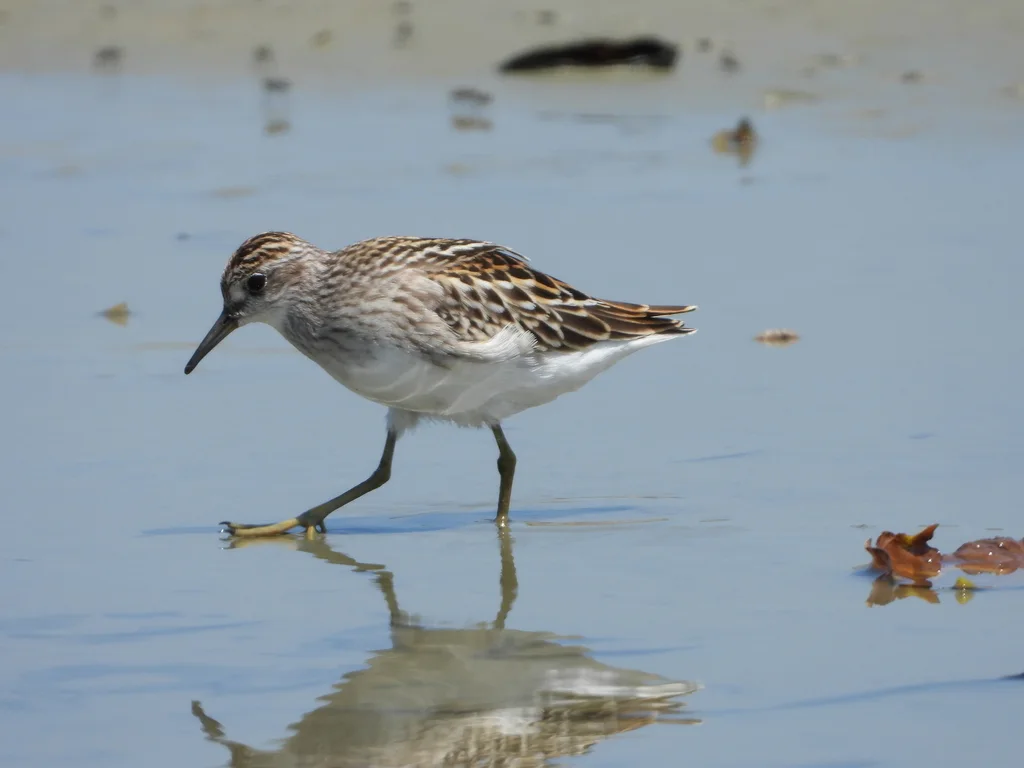 长趾滨鹬（Calidris subminuta）