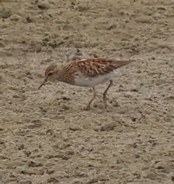 长趾滨鹬（Calidris subminuta）