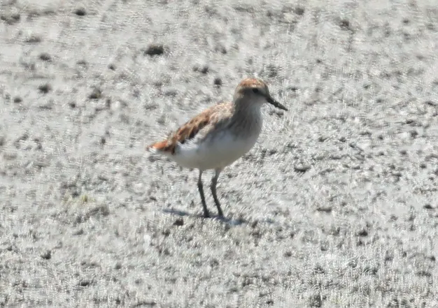 长趾滨鹬（Calidris subminuta）