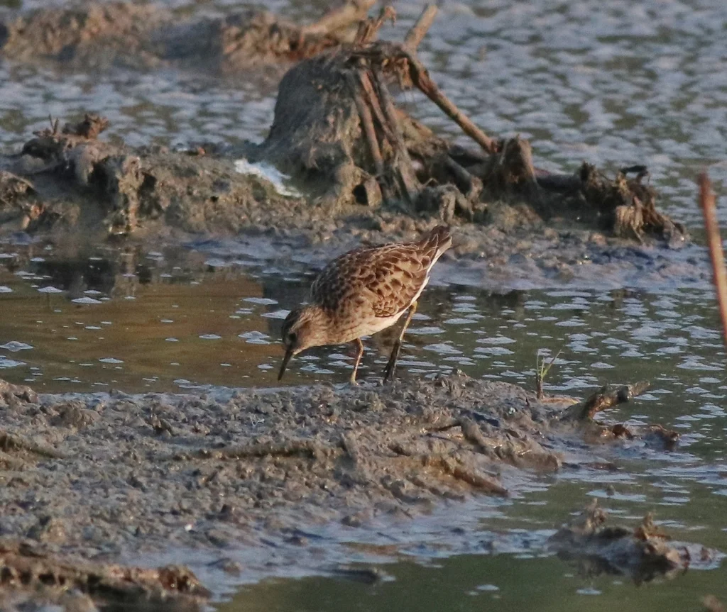 长趾滨鹬(Calidris subminuta)
