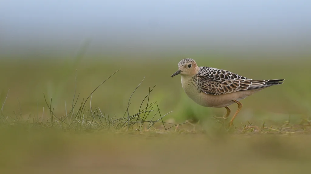 黄胸滨鹬(Calidris subruficollis)
