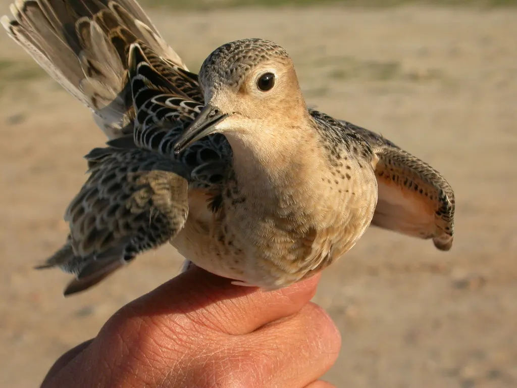 黄胸滨鹬(Calidris subruficollis)