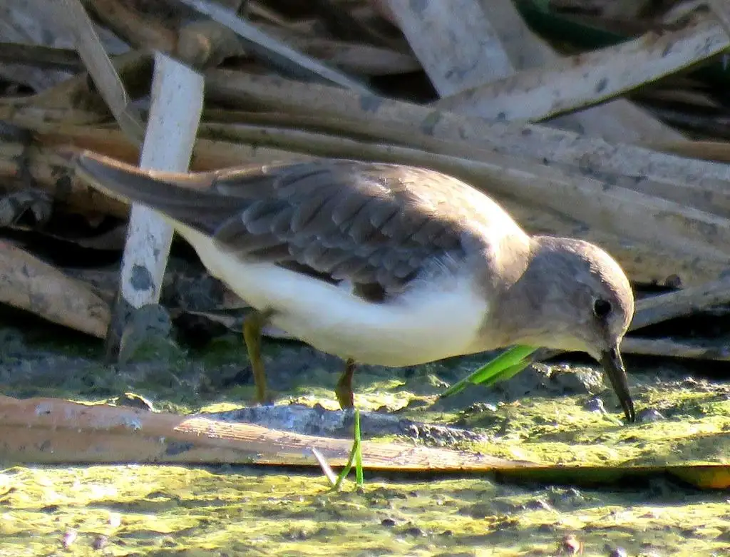 青脚滨鹬(Calidris temminckii)