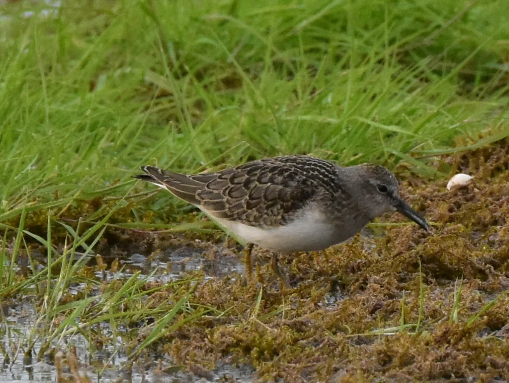 青脚滨鹬(Calidris temminckii)
