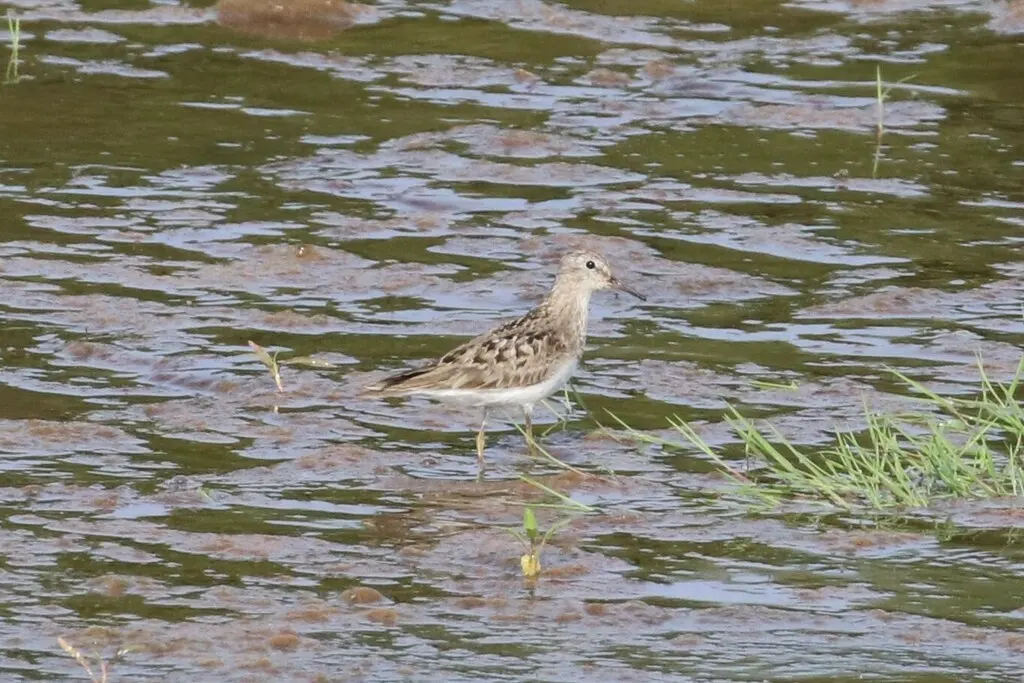青脚滨鹬(Calidris temminckii)