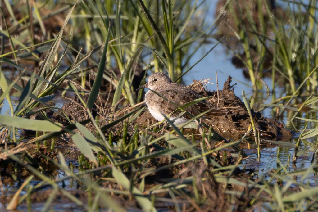 青脚滨鹬(Calidris temminckii)