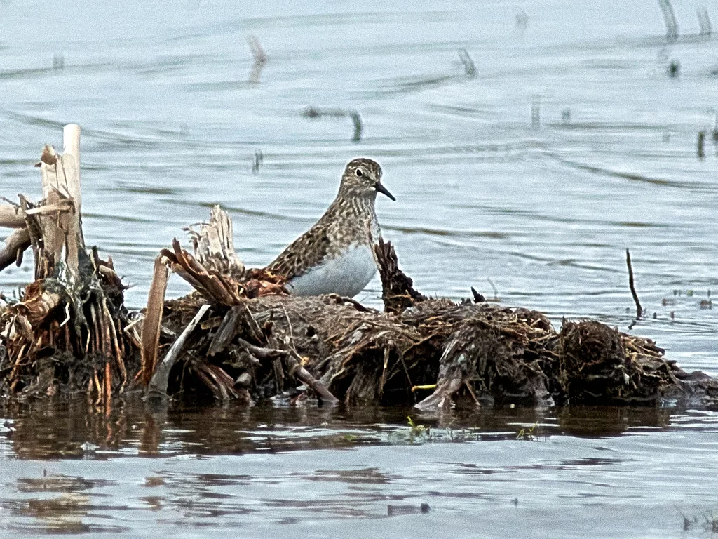 青脚滨鹬(Calidris temminckii)