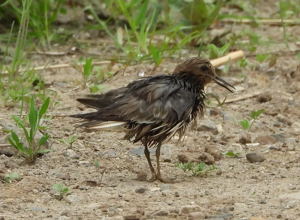 青脚滨鹬(Calidris temminckii)