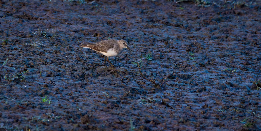 青脚滨鹬(Calidris temminckii)