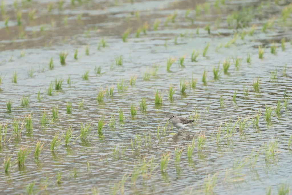 青脚滨鹬(Calidris temminckii)