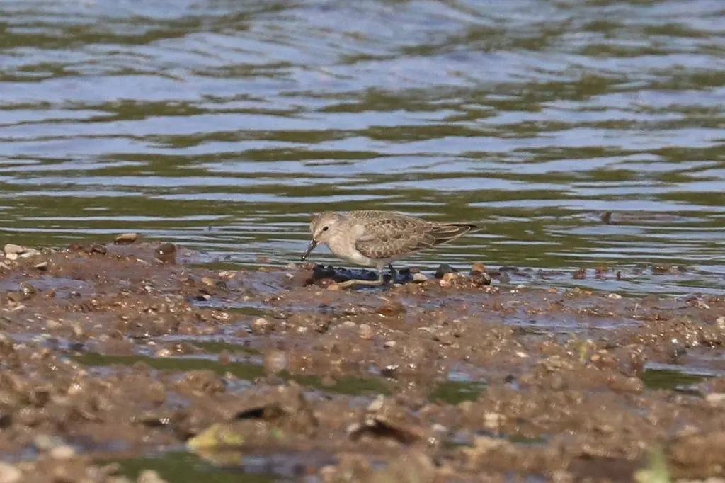 青脚滨鹬(Calidris temminckii)