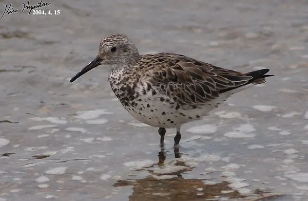 大滨鹬(Calidris tenuirostris)