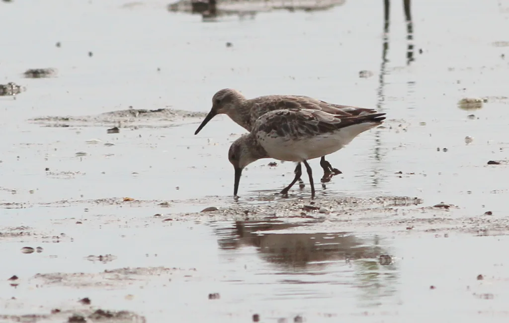 大滨鹬(Calidris tenuirostris)