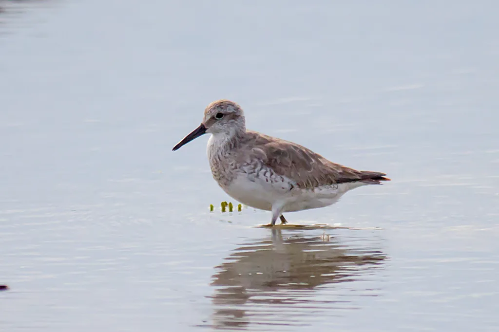 大滨鹬(Calidris tenuirostris)