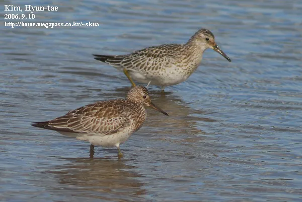 大滨鹬(Calidris tenuirostris)