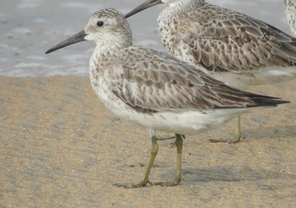 大滨鹬(Calidris tenuirostris)