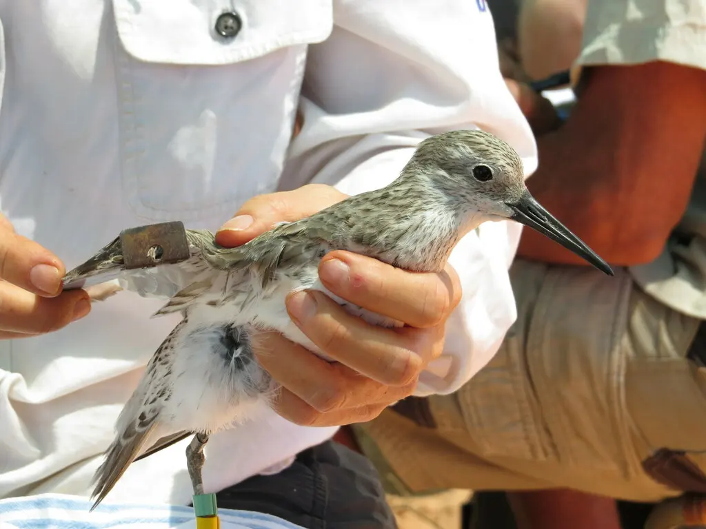大滨鹬(Calidris tenuirostris)