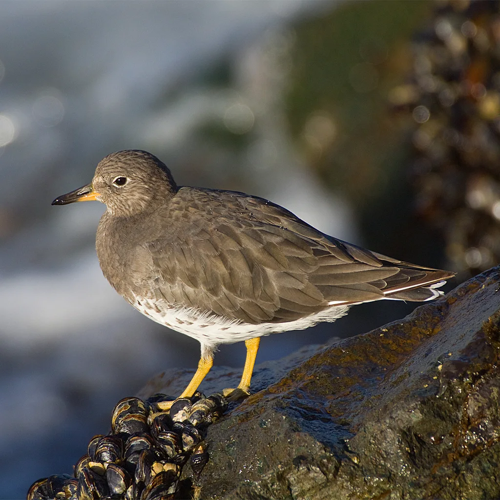 短嘴鹬(Calidris virgata)