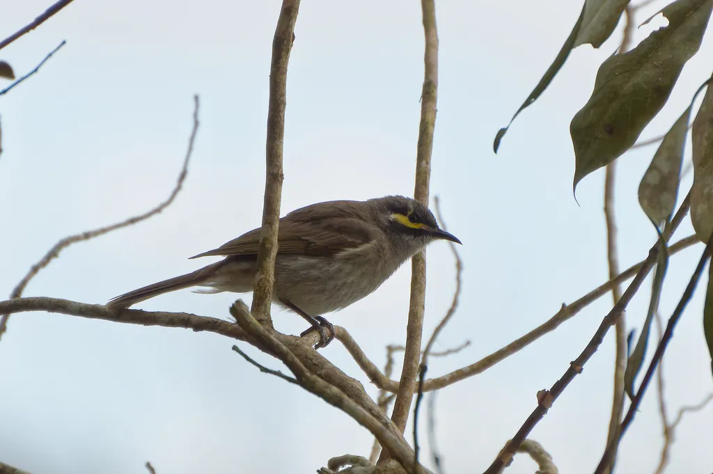 黄脸吸蜜鸟(Caligavis chrysops)