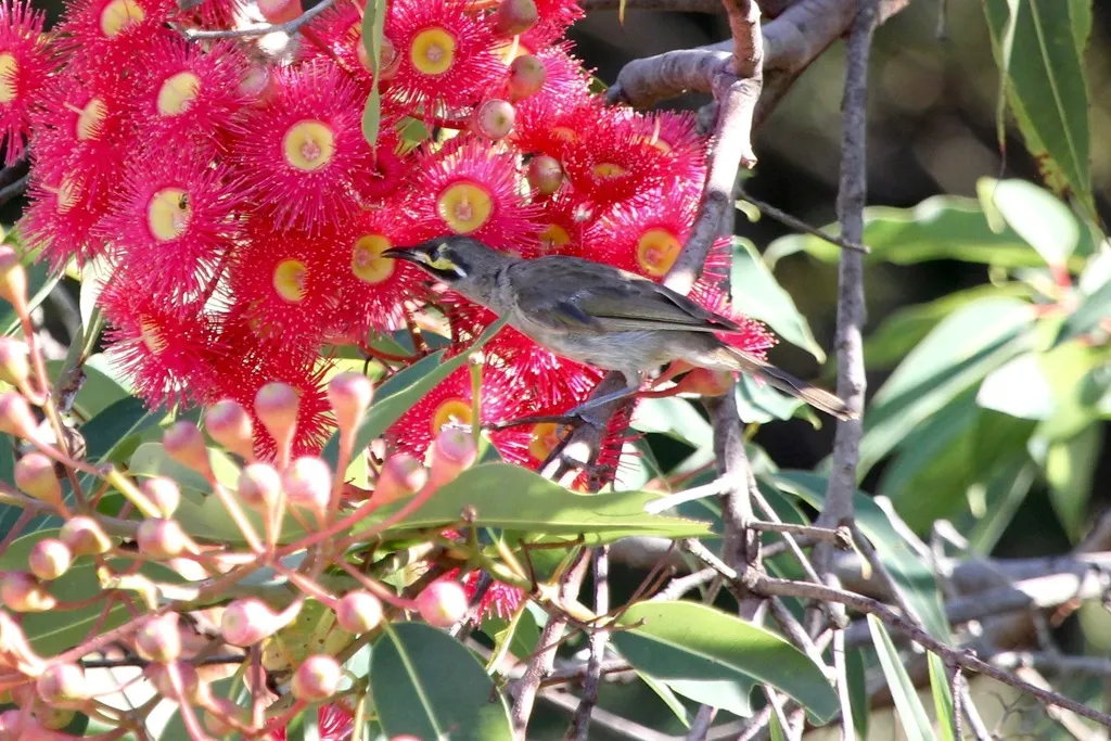 黄脸吸蜜鸟(Caligavis chrysops)