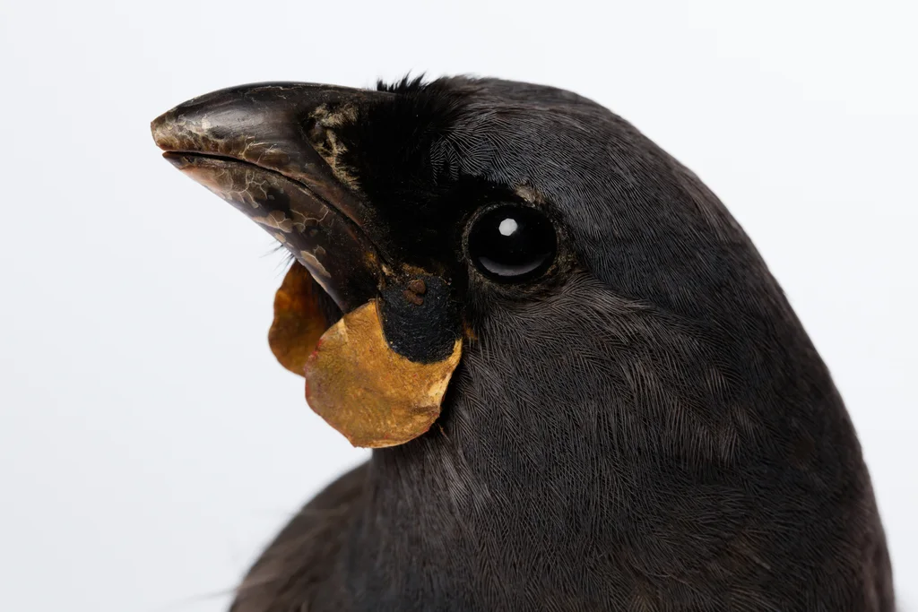 垂耳鸦(Callaeas cinereus)