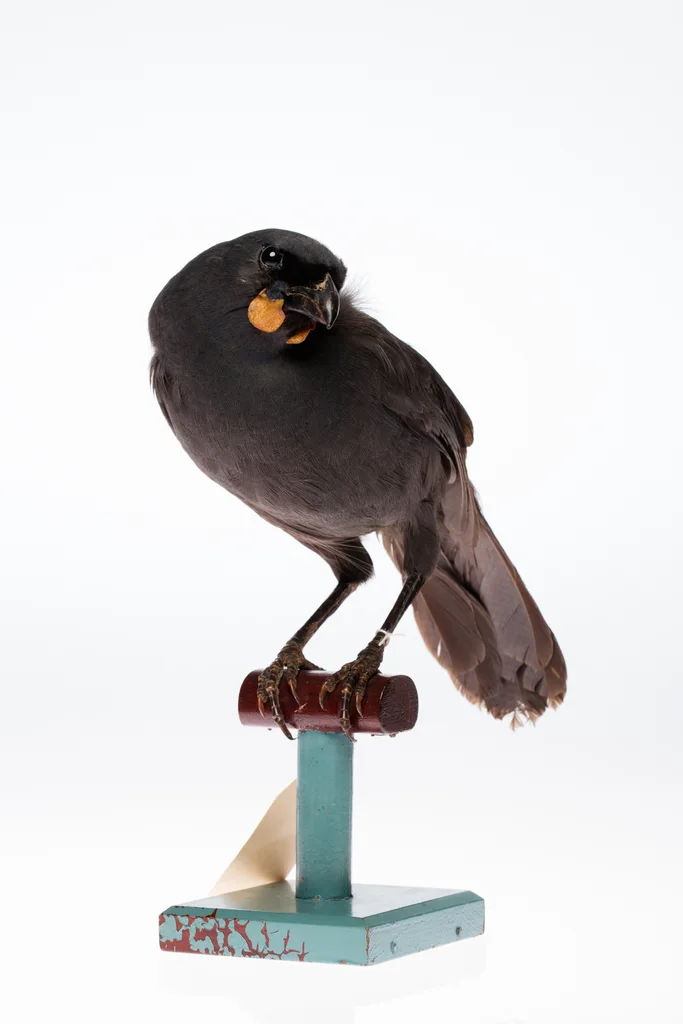 垂耳鸦(Callaeas cinereus)