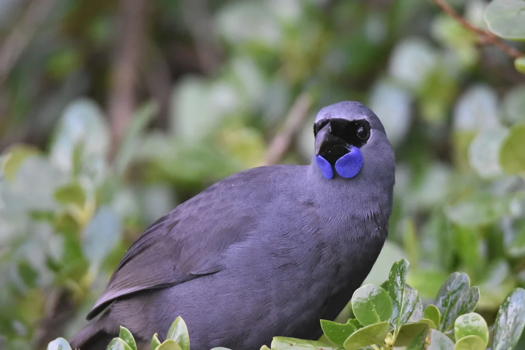 北岛垂耳鸦(Callaeas wilsoni)