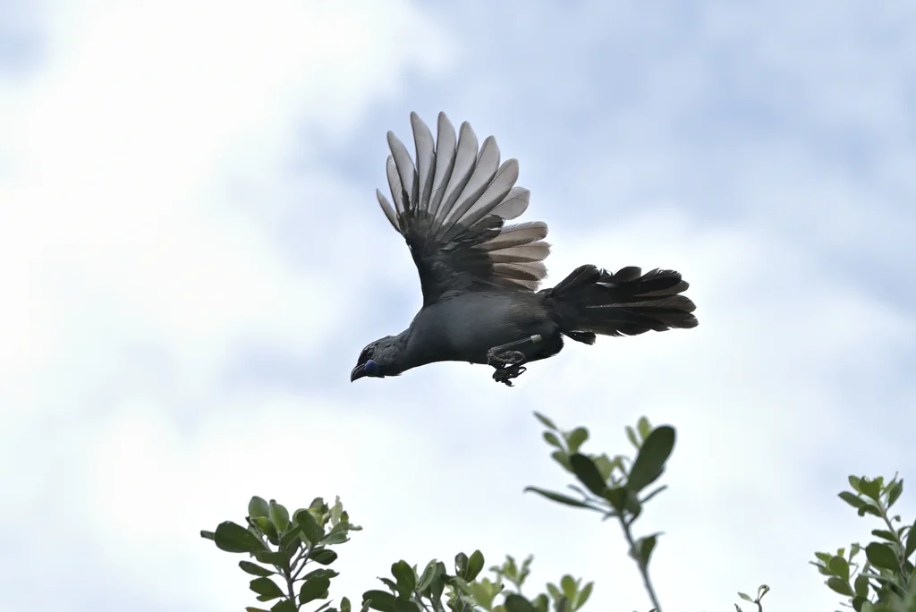 北岛垂耳鸦(Callaeas wilsoni)