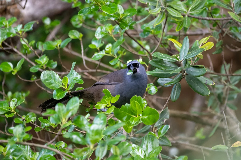 北岛垂耳鸦(Callaeas wilsoni)