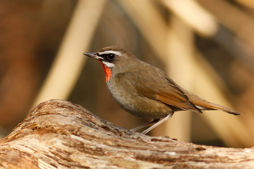 红喉歌鸲(Calliope calliope)