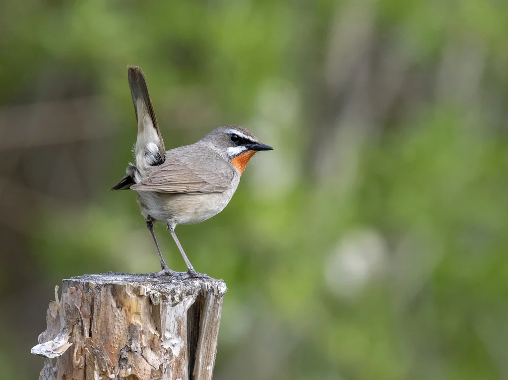 红喉歌鸲(Calliope calliope)