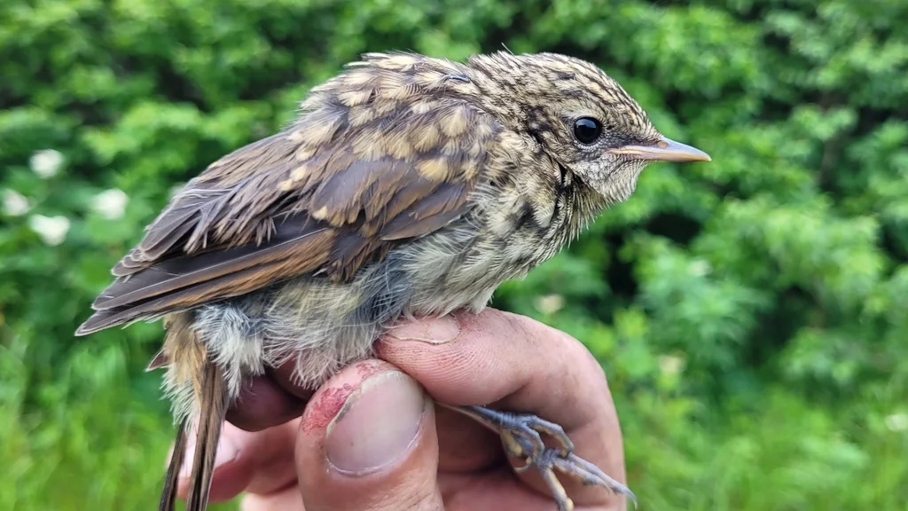 红喉歌鸲(Calliope calliope)