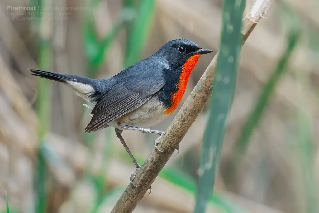 金胸歌鸲（Calliope pectardens）