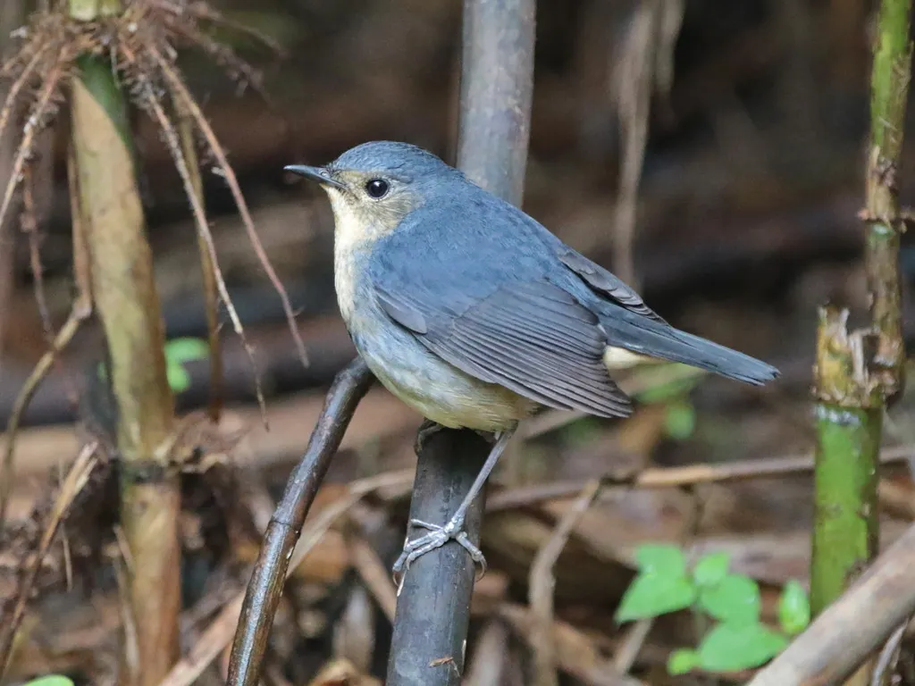 金胸歌鸲（Calliope pectardens）
