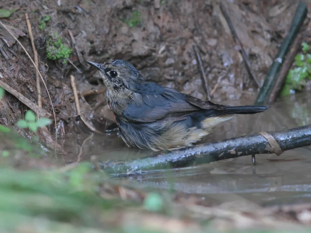 金胸歌鸲（Calliope pectardens）