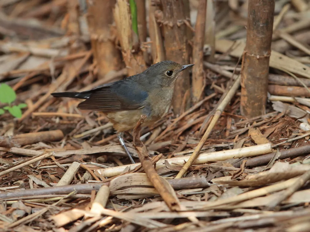 金胸歌鸲（Calliope pectardens）
