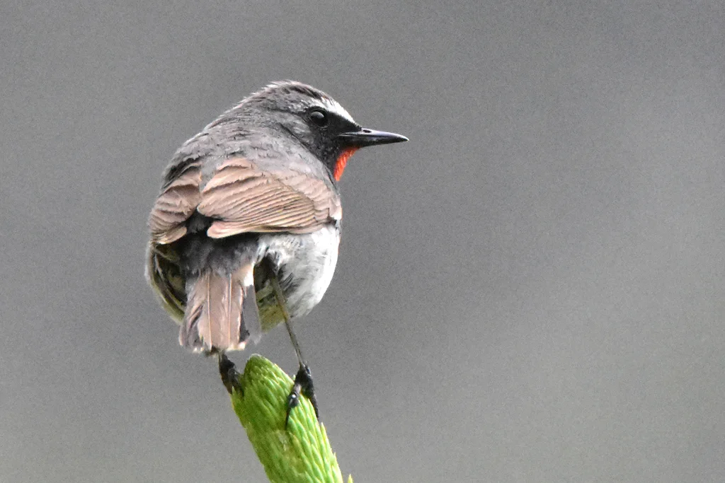 黑胸歌鸲(Calliope pectoralis)