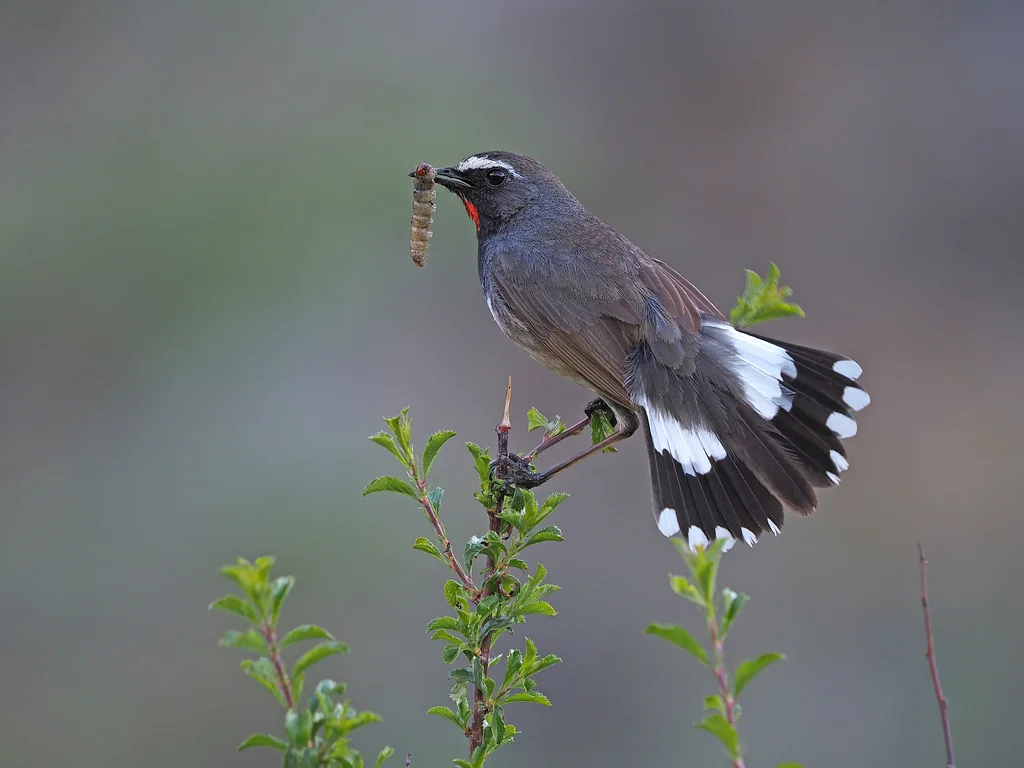 黑胸歌鸲(Calliope pectoralis)