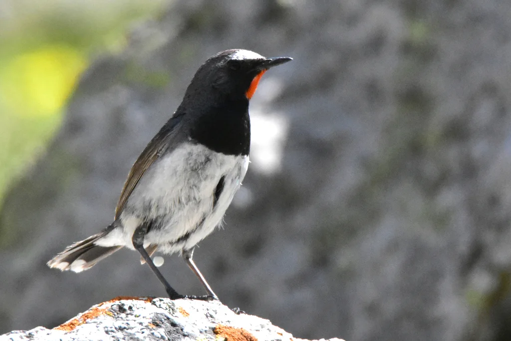 黑胸歌鸲(Calliope pectoralis)