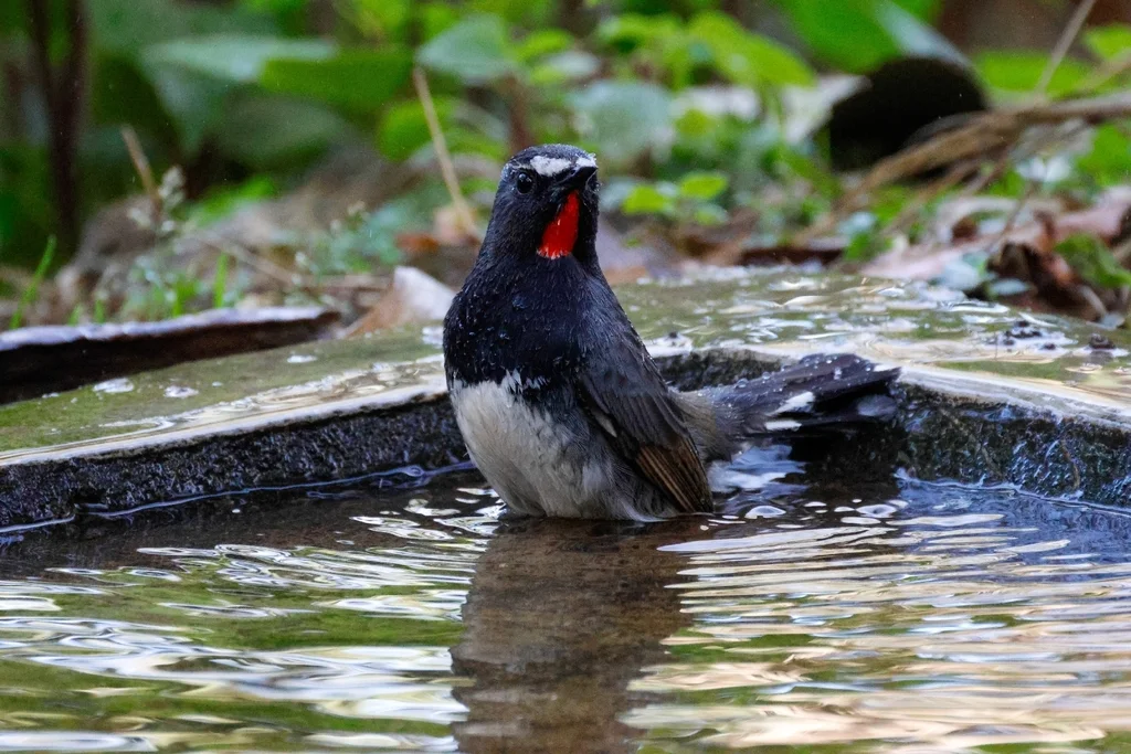 黑胸歌鸲(Calliope pectoralis)