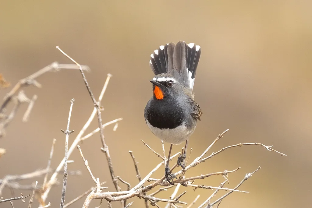 黑胸歌鸲(Calliope pectoralis)