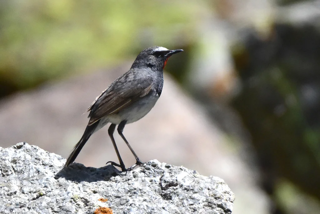 黑胸歌鸲(Calliope pectoralis)