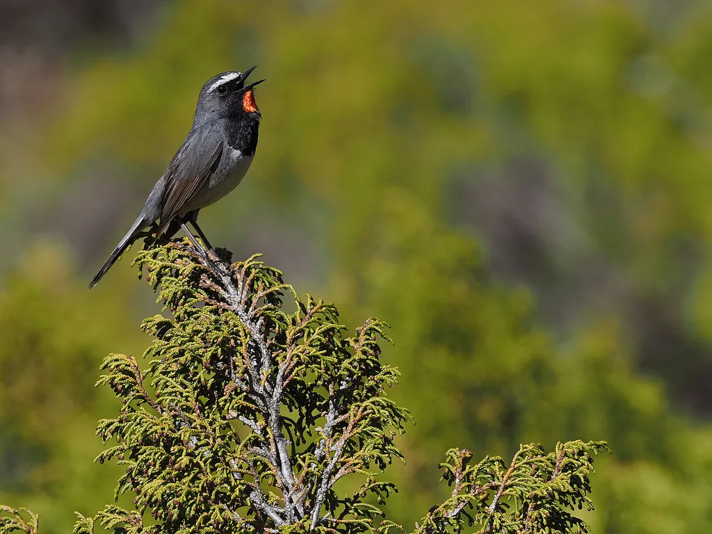 黑胸歌鸲(Calliope pectoralis)