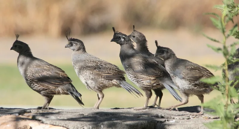 珠颈斑鹑(Callipepla californica)