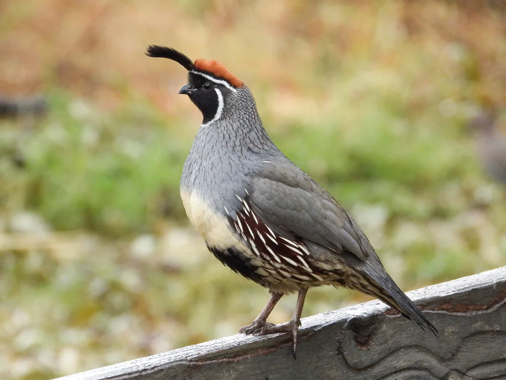 黑腹翎鹑(Callipepla gambelii)