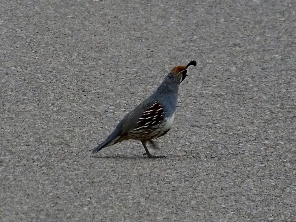 黑腹翎鹑(Callipepla gambelii)