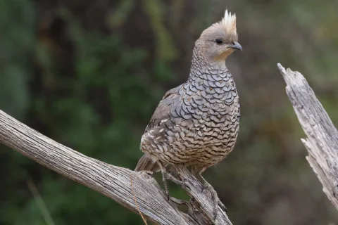 鳞斑鹑