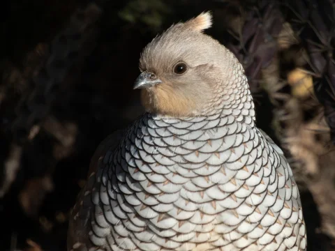鳞斑鹑